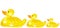 Yellow ducklings toys each other swimming