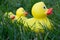 Yellow ducks in the grass