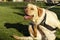 Yellow Dudly Labrador retriever on a leash scratching