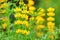 Yellow Dull Ice Flowers closeup