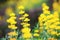 Yellow Dull Ice Flowers closeup