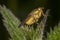 Yellow Dung Fly