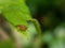 Yellow dung fly aka Scathophaga stercoraria on leaf.