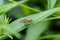 Yellow Dung Fly on a grass