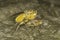 Yellow dung fly mating close-up / Scatophaga stercoraria