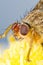 Yellow Dung Fly, Scathophaga stercoraria