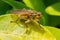 Yellow Dung Fly - Scathophaga stercoraria