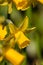 Yellow dwarf daffodils in bloom