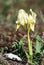 Yellow Dwarf iris (Iris pumila)