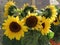 Yellow dwarf sunflowers
