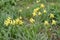 Yellow dwarf wild irises Iris pumila L.. Kalmykia