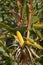 Yellow ear of corn on the stalk peeled