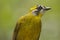 Yellow Eared Bulbul