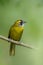 Yellow eared bulbul on a branch