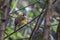Yellow-eared Bulbul - Pycnonotus penicillatus