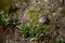 Yellow-eared turtle sunbathing next to the Manzanares river in Madrid