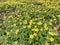 Yellow early flowers Anemone ranunculoides, yellow Anemone