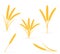 Yellow ears of ripe wheat spikelet vector illustration