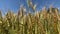 Yellow ears of wheat sway in the wind with a blue sky background