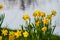 Yellow easter bells  stand together on the edge of a river