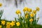 Yellow easter bells  stand together on the edge of a river