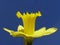 Yellow easter daffodil