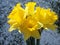 Yellow easter daffodil