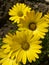 Yellow easter daisy in bloom closeup view