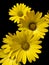 Yellow easter daisy in bloom isolated on black background closeup view