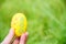 Yellow easter egg hunt hand on green gress meadow background