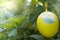 Yellow easter eggs hanging on the green leaf tree, ready for the egg hunter traditional