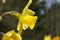 Yellow Easter lily in natural background / gele paaslelie in weide