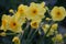 Yellow Easter lily in natural background /gele paaslelie in weide