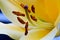 Yellow Easter Lily Stamen Anthers 01