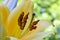 Yellow Easter Lily Stamen Anthers 05