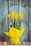 Yellow Easter Tulips