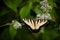 Yellow Eastern Swallowtail Butterfly