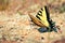 Yellow Eastern Tiger Swallowtail Butterfly Landed on Sandy Beach