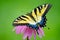 Yellow Eastern tiger swallowtail butterfly on purple coneflower