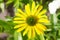 Yellow Echinacea blooming