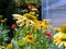 Yellow Echinacea flower in the Garden