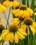Yellow echinacea flowers in full bloom