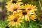 Yellow Echinacea plants in flower