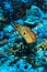 Yellow-edged moray eel