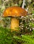 Yellow edible mushroom
