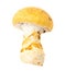 Yellow edible mushroom isolated white background