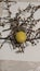 Yellow egg, lichen and blackthorn twigs on the yellow background