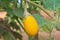 Yellow eggplant on tree in garden