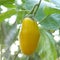 Yellow eggplants