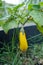 Yellow eggplants are small, round or oval, averaging 2-5 centimeters in diameter. The outer skin is smooth and white when young.